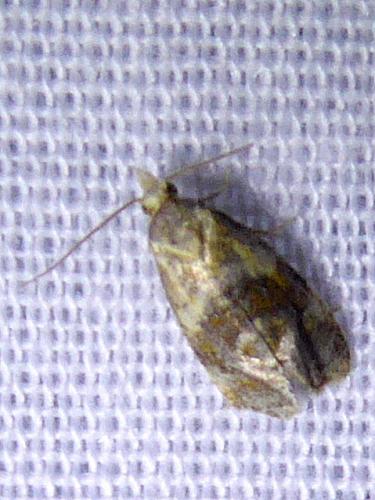 Cochylini